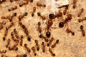 Red imported fire ants in many sizes. Image: Creative Commons Flickr.